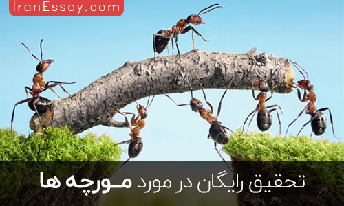 تحقیق در مورد مورچه ها